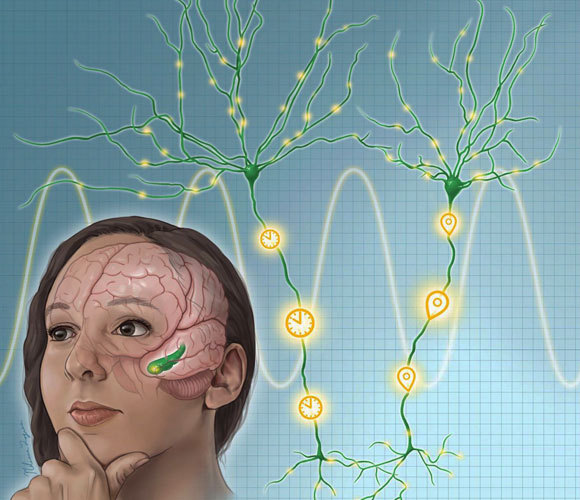 החוקרים מצאו שני סוגים חדשים של תאי עצב שלא היו מוכרים עד כה במוח האנושי: תאי זמן ותאי תיחום. אילוסטרציה של פעילות התאים האלו בהיפוקמפוס | Illustration by Melissa Logies