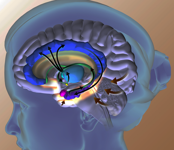 אילוסטרציה של מסלולים במוח המערבים את המערכת הלימבית. פיתוח החגורה נראה בכחול כהה | Fernando da Cunha, Science Photo Library