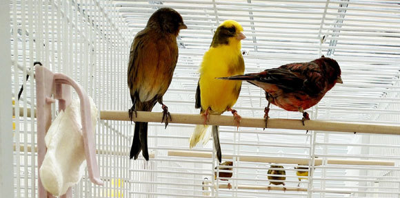 שלושה ציפורי קנרי שהשתתפו בניסוי | צילום: ירדן כהן