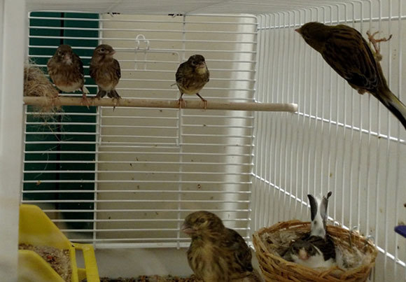 משפחה של ציפורי קנרי מהניסוי | צילום: ירדן כהן