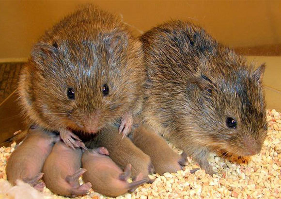 דוגמה לא נפוצה ליונקים מונוגמיים, בחיות נוחות מאוד למחקר. משפחה של נברני ערבה | צילום: Zoe Donaldson, CU Boulder