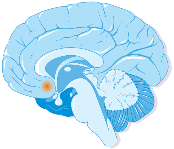 ​מעורב בהתמכרויות, וגם באהבה זוגיות מונוגמית. גרעין האקומבנס במוח | איור: JACOPIN / BSIP / SCIENCE PHOTO LIBRARY