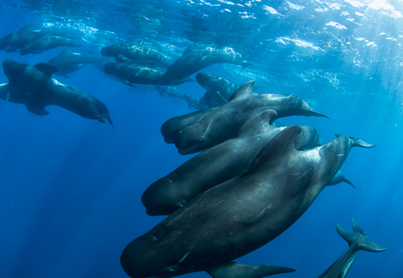 קבוצות עם נקבה זקנה הן בעלות סיכויי הישרדות גבוהים יותר. דולפני נתב קטן סנפיר | צילום: Science Photo Library