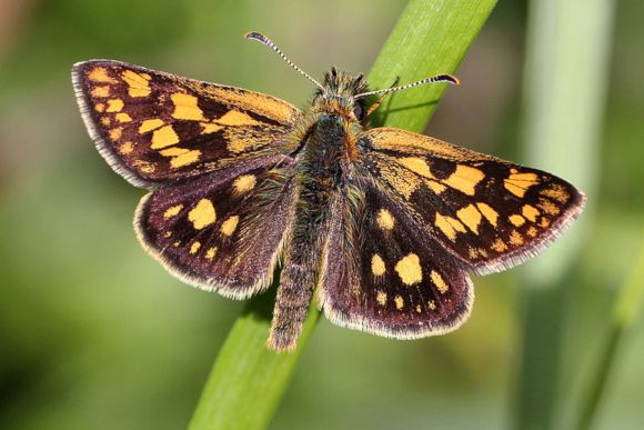 פרפר מהמין Carterocephalus palaemon מחושים המעוקלים כמו מסרגת קרושה. פרפר ממשפחת ההספריתיים | צילום: Haeferl, ויקיפדיה