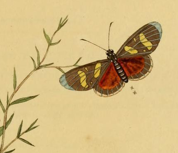 איור של הפרפר שהוא בעצם עש ציור של ה"פרפר" שהתברר שהוא עש | איור: אדוארד דונובן, מקור: ויקיפדיה, נחלת הכלל