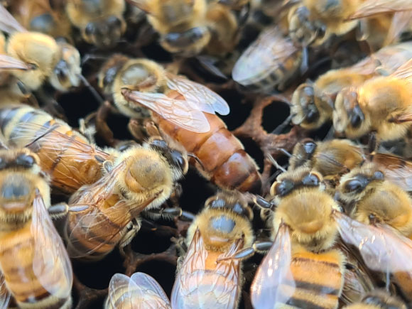 מלכת הדבורים מוקפת בפועלות | צילום: יאיר לופו, תמונות נוספות בקבוצת פייסבוק "עולם הדבורים"