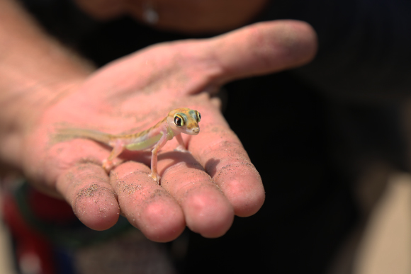 נוף מדברי בנמיביה | Thomas Noitz, Shutterstock