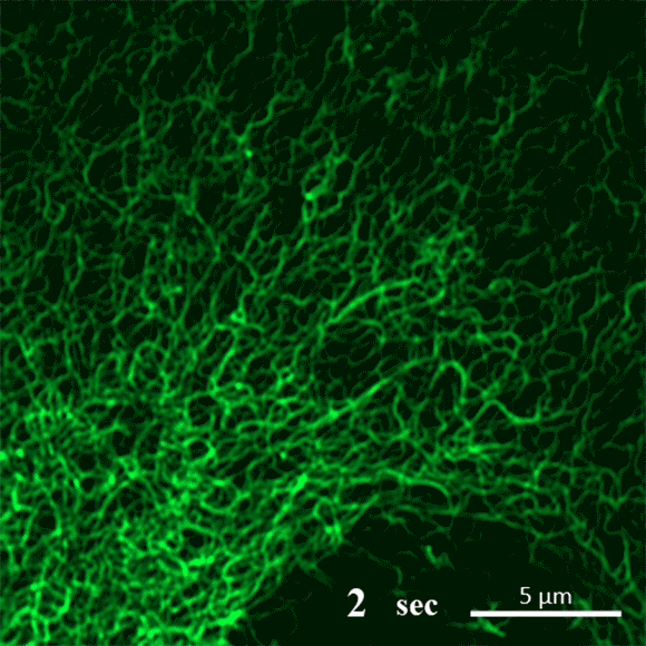 סרטון המראה את תהליך ההתפרקות של רשת החוטים החלבונית (מתוך מאמר המחקר):