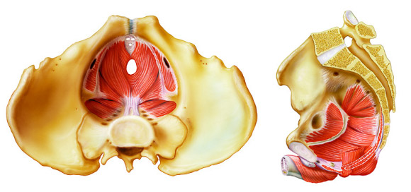 מבט מהצד (שמאל) ומלמעלה על רצפת האגן הזכרית | איור: Bo Veisland / Science Photo Library