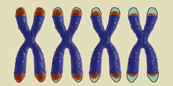 אילוסטרציה של כרומוזומים עם טלומרים, באדום, המתקצרים בכל חלוקה, מימין לשמאל | Shutterstock, Kateryna Kon