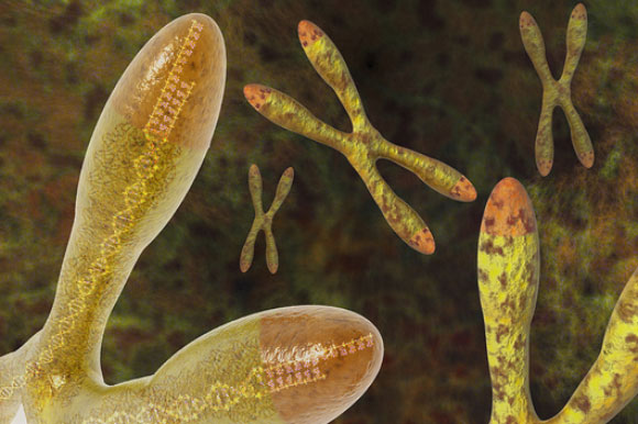 אילוסטרציה של טלומר שבתוכו נראה רצף ה-DNA, ניתן לראות שהחלק האחרון של אחד הגדילים חסר | Carol And Mike Werner, Science Photo Library