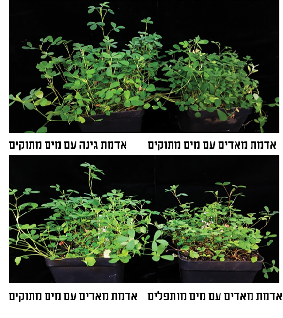 צמחי האספסת נבטו יפה באדמה המדמה קרקע מאדימית ובמים שעברו התפלה ביולוגית | צילומים מתוך מאמר המחקר
