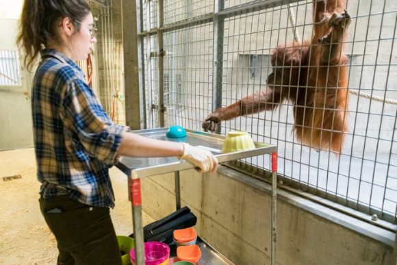 אורנג-אוטן בניסוי