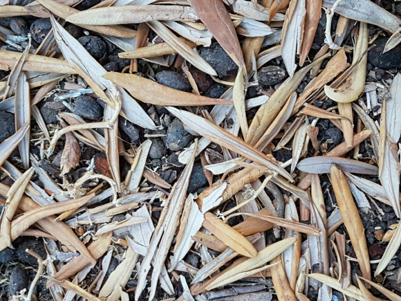 זיתים וגלעיני זיתים על האדמה | Cooper T Photography, Shutterstock