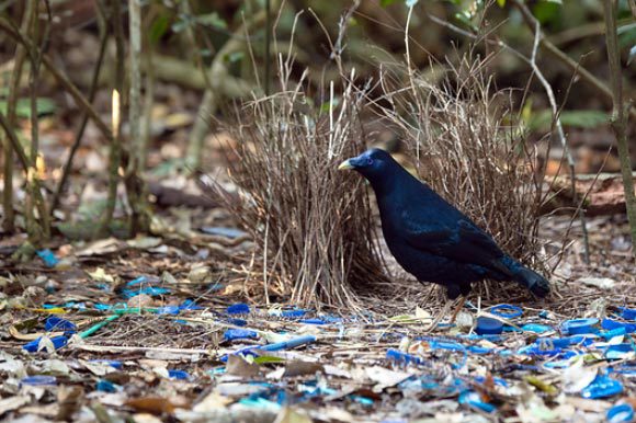 סוכי משיי לצד אוסף החפצים הכחולים | Dr P. Marazzi, Science Photo Library