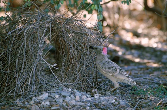 סוכי ענק | B. G. Thomson, Science Photo Library