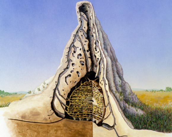 מראה תל טרמיטים מבפנים | Sally Bensusen, Science Photo Library