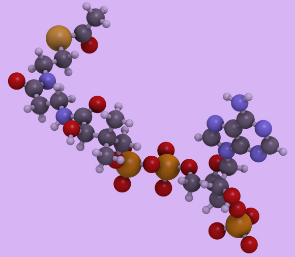 **תמונה של ציאנובקטריה** החיידקים הכחוליים (ציאנובקטריה), יודעים להשתמש באנרגיית אור השמש כדי לקבע פחמן דו-חמצני. | צילום: MAREK MIS / SCIENCE PHOTO LIBRARY