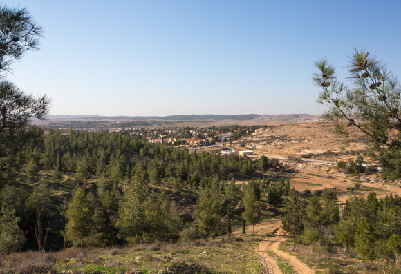 יער יתיר | צילום: Roni Ben Ishay, Shutterstock
