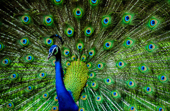 טווס הודי – הירוק והכחול נוצרים משבירת האור | Kandarp, Shutterstock