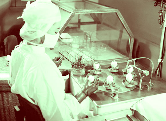 מחקר וייצור חיסונים בעזרת ביצים | SPL, NIH