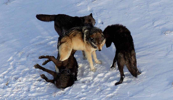 זאבים שחורים ואפורים יחד בפארק ילוסטון