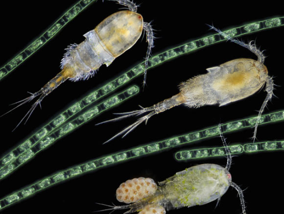 קופיפודים תחת מיקרוסקופ | Laguna Design, Science Photo Library