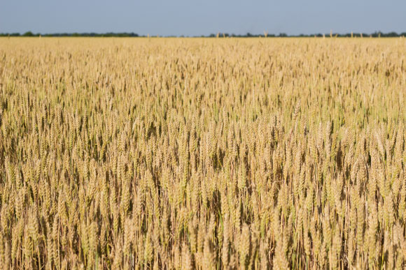 שדות חיטה ברוסיה