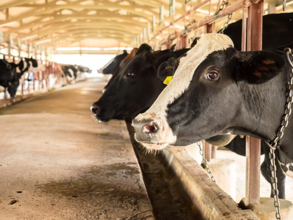 פרות חולבות ברפת