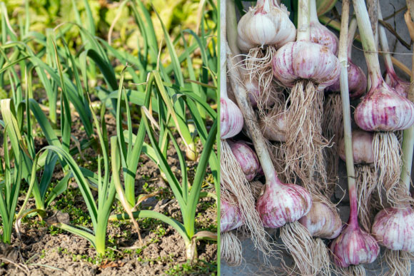 צמחי שום בתוך האדמה ומחוץ לה | Starikov Pavel, shutterstock