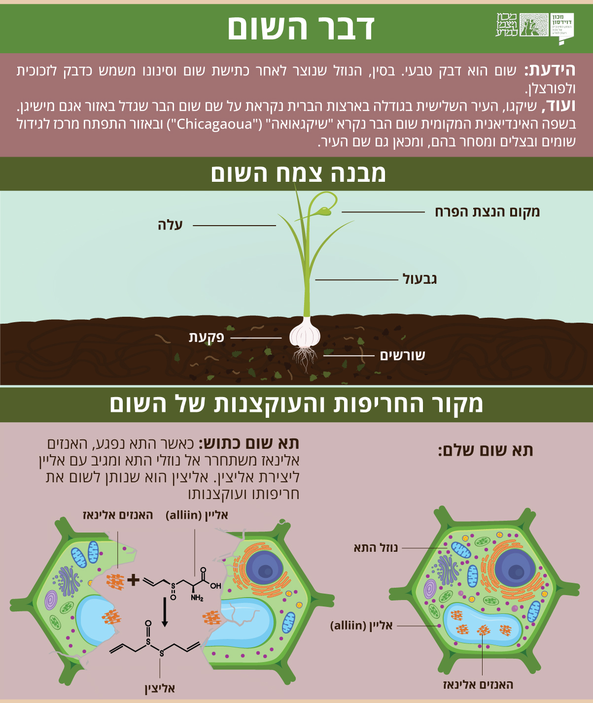 אינפוגרפיקה
