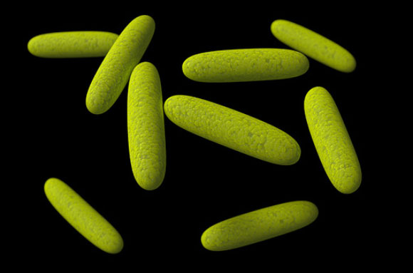 חיידקי Morganella morganii | צילום: Sciepro, Science Photo Library