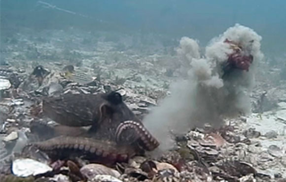 תמנונים משליכים צדפים | תמונה מתוך המאמר Godfrey-Smith et al., 2022, PLoS ONE