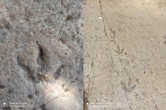 אתר בית זית | צילום: רועי פרידמן, האוניברסיטה העברית