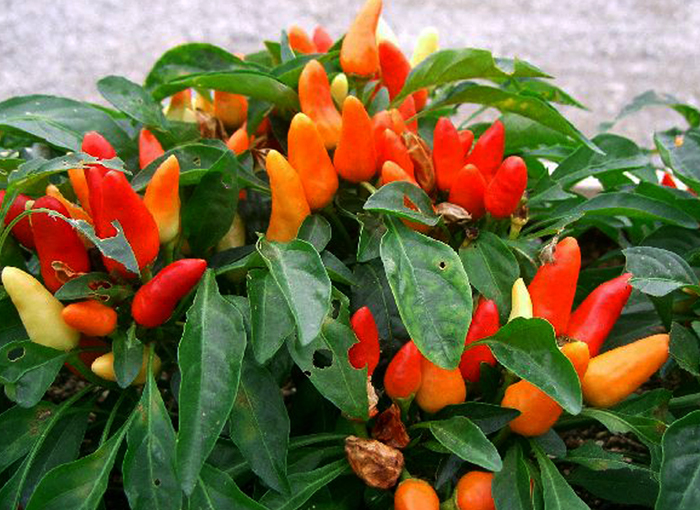 שורף וכואב למכרסמים, אבל לא משפיע על הציפורים, כדי לשפר את ההפצה. צמח פלפל חריף | מקור: ויקיפדיה, KENPEI