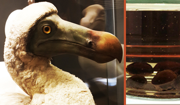 הציפור מצויינת ליחסי הציבור של העץ. פסל של דודו וזרעים משומרים של עץ טמבאלקוק | צילומים: Peter Maas, Thomas Quineויקיפדיה