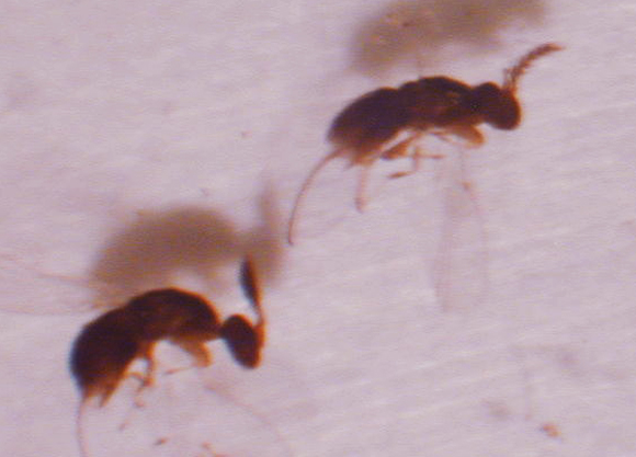 הפיקוס תלוי בה כדי לפתח פירות וזרעים, היא תלויה בעץ למחייתה. צרעת פיקוס השדרות | צילום: ויקיפדיה, Forest & Kim Starr