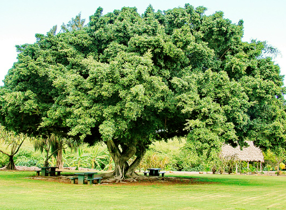 הפירות מלכלכים כבישים ומכוניות, אבל זה לא באשמת העץ, אלא בגלל הצרעה. פיקוס השדרות | צילום: ויקיפדיה, Forest & Kim Starr
