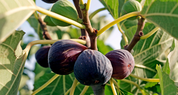 לכל היותר מכילות מולקולות שהיו פעם צרעה, אבל לרוב גם זה לא. תאנים על העץ | צילום: Science Photo Library