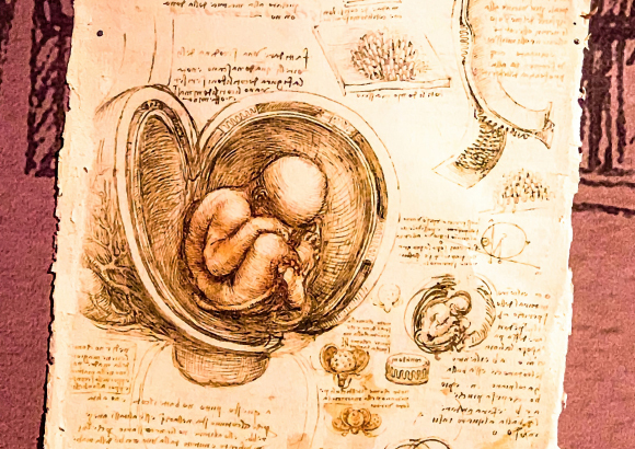 עותק של ציור של ליאונרדו דה וינצ'י, המראה עובר ברחם | Shutterstock, Flik47