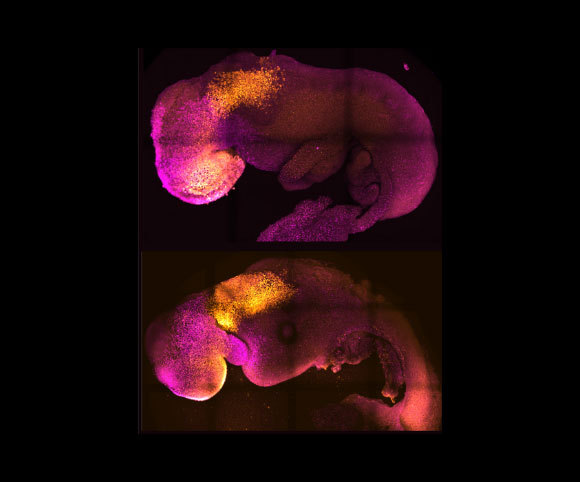 עוברי עכבר, אחד מביצית מופרית ואחד מתאי גזע, מראים התפתחות דומה של הלב והמוח | Amadei and Handford