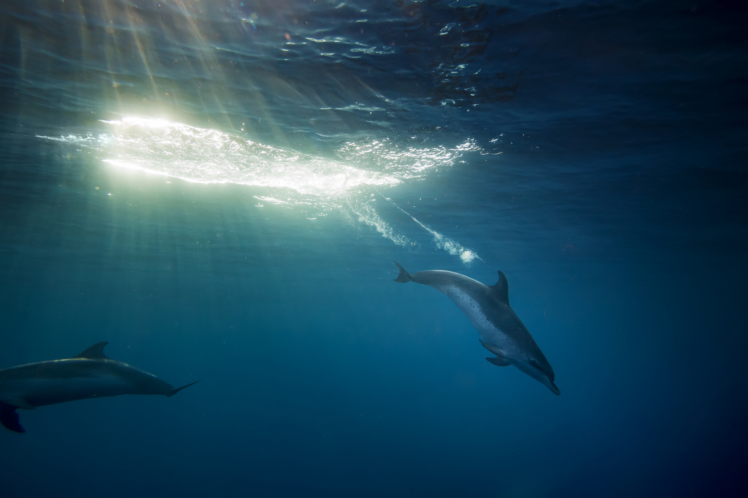 מווסתים את קצב הלב בעת צלילה, shutterstock