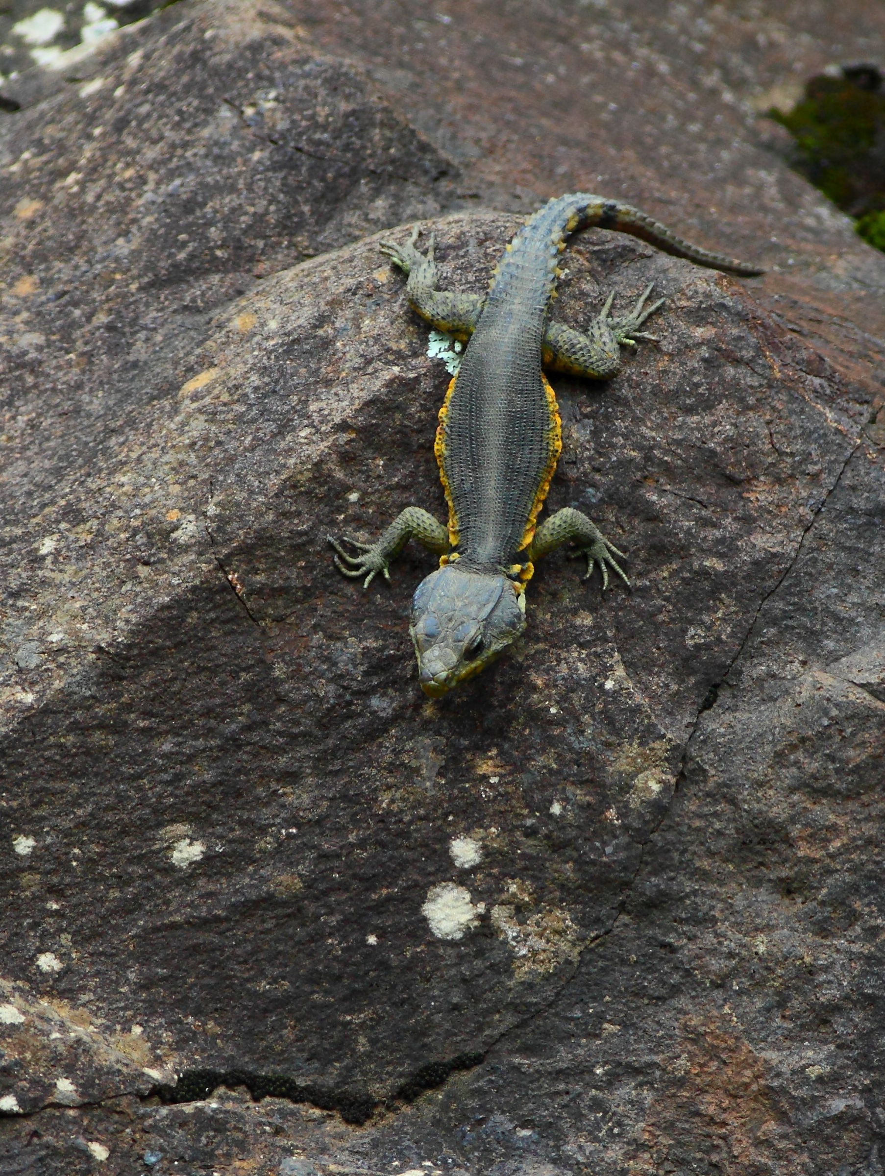 לטאה מהמין Pseudocordylus subviridis, מקור: shutterstock