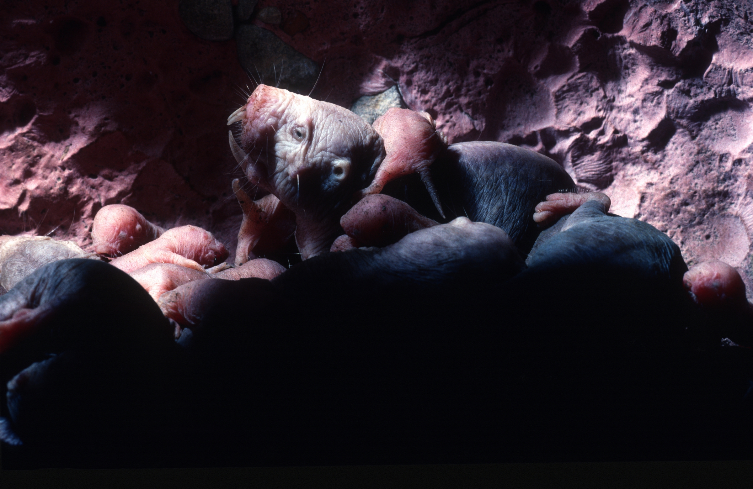 משפחה של חולדים עירומים, shutterstock