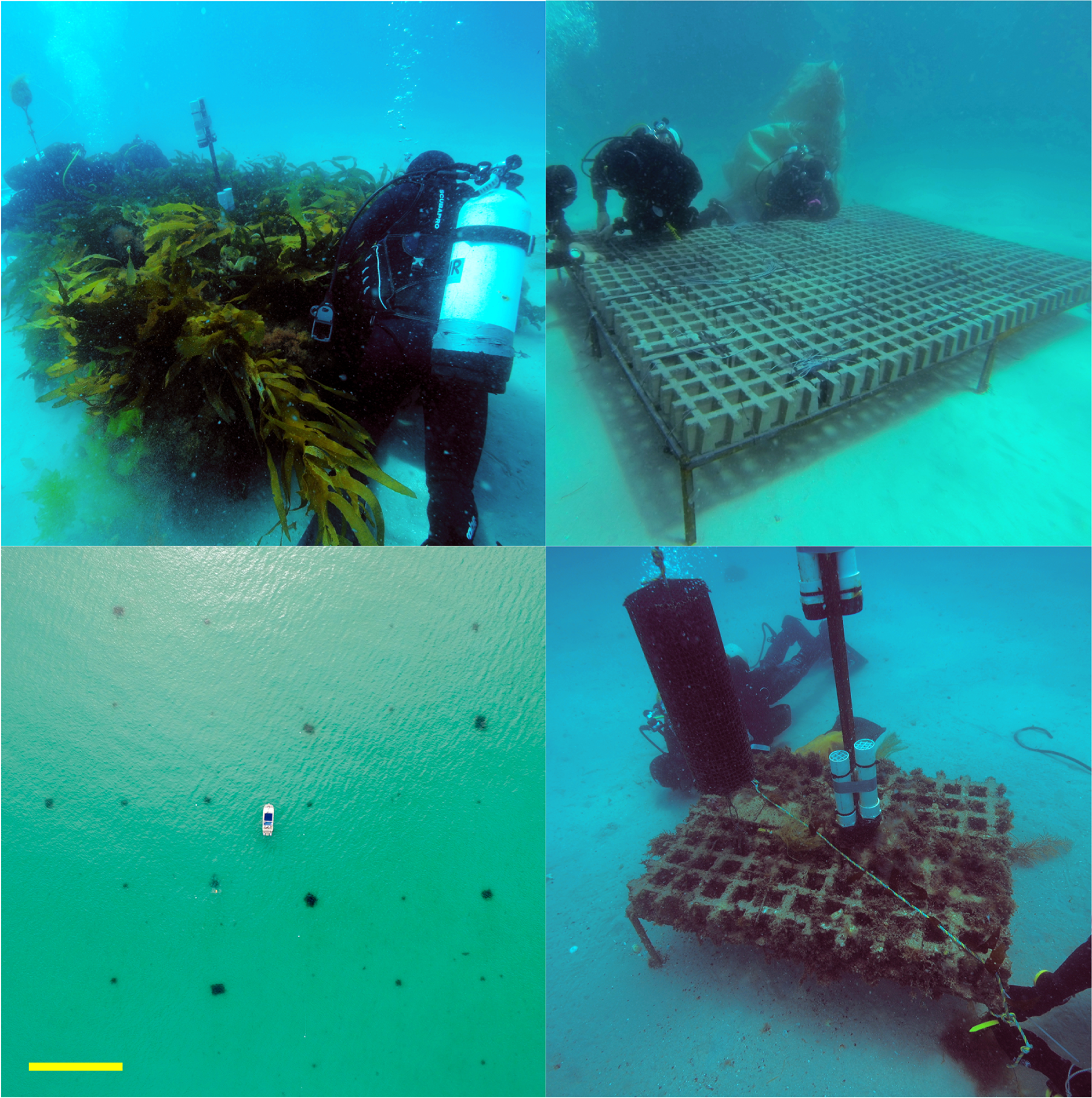 השוניות המלאכותיות שהחוקרים בנו, מתוך המאמר: https://bit.ly/3dlM9Q4