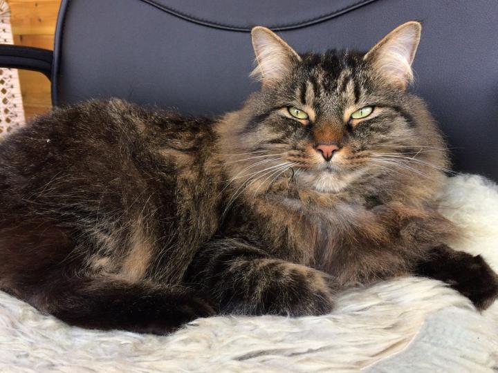 הדגמה של חתול מבצע מצמוץ ארוך, Prof Karen McComb University of Sussex