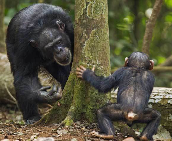 שני הצדדים נהנים. אמא שימפנזה משחקת עם גור | צילום: ANUP SHAH / NATURE PICTURE LIBRARY / SCIENCE PHOTO LIBRARY