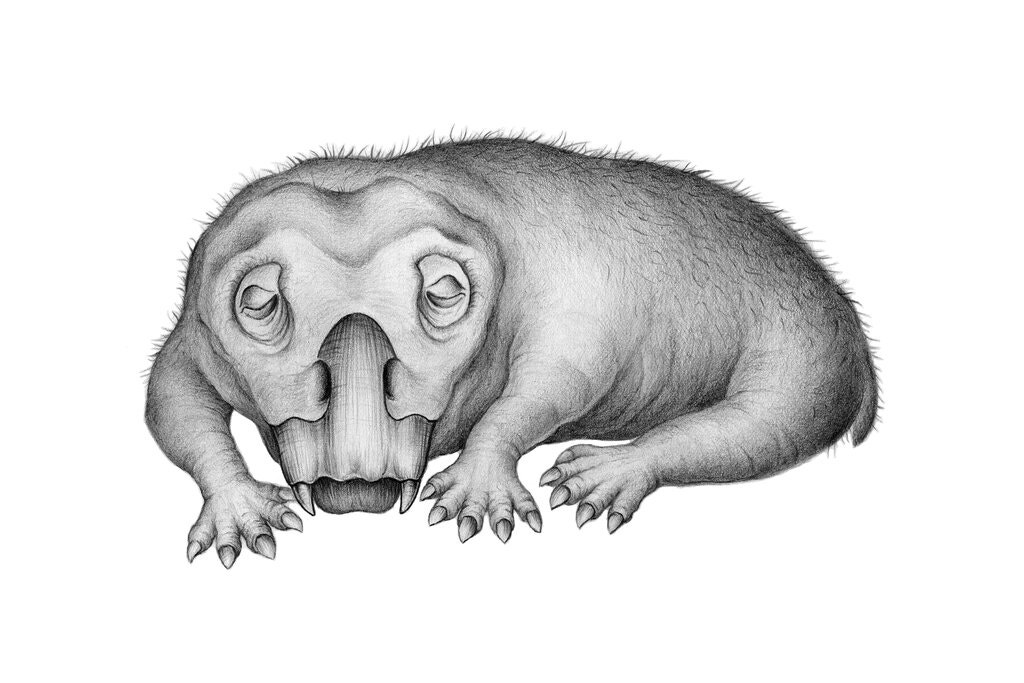  איור אמנותי: Crystal Shin