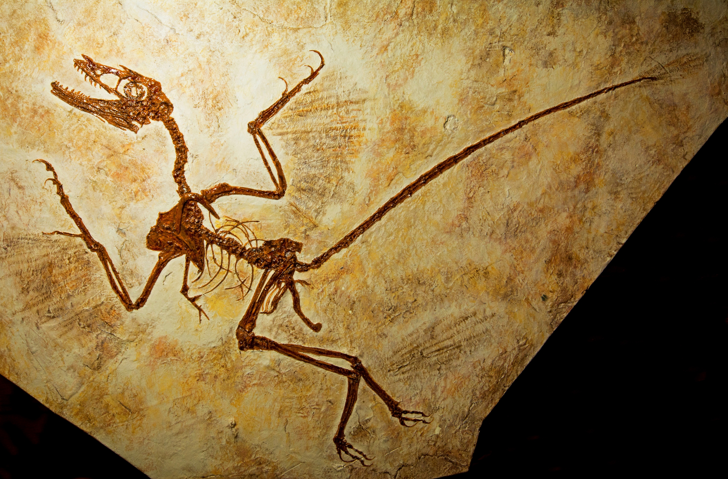 מאובן של מיקרורפטור, SPL