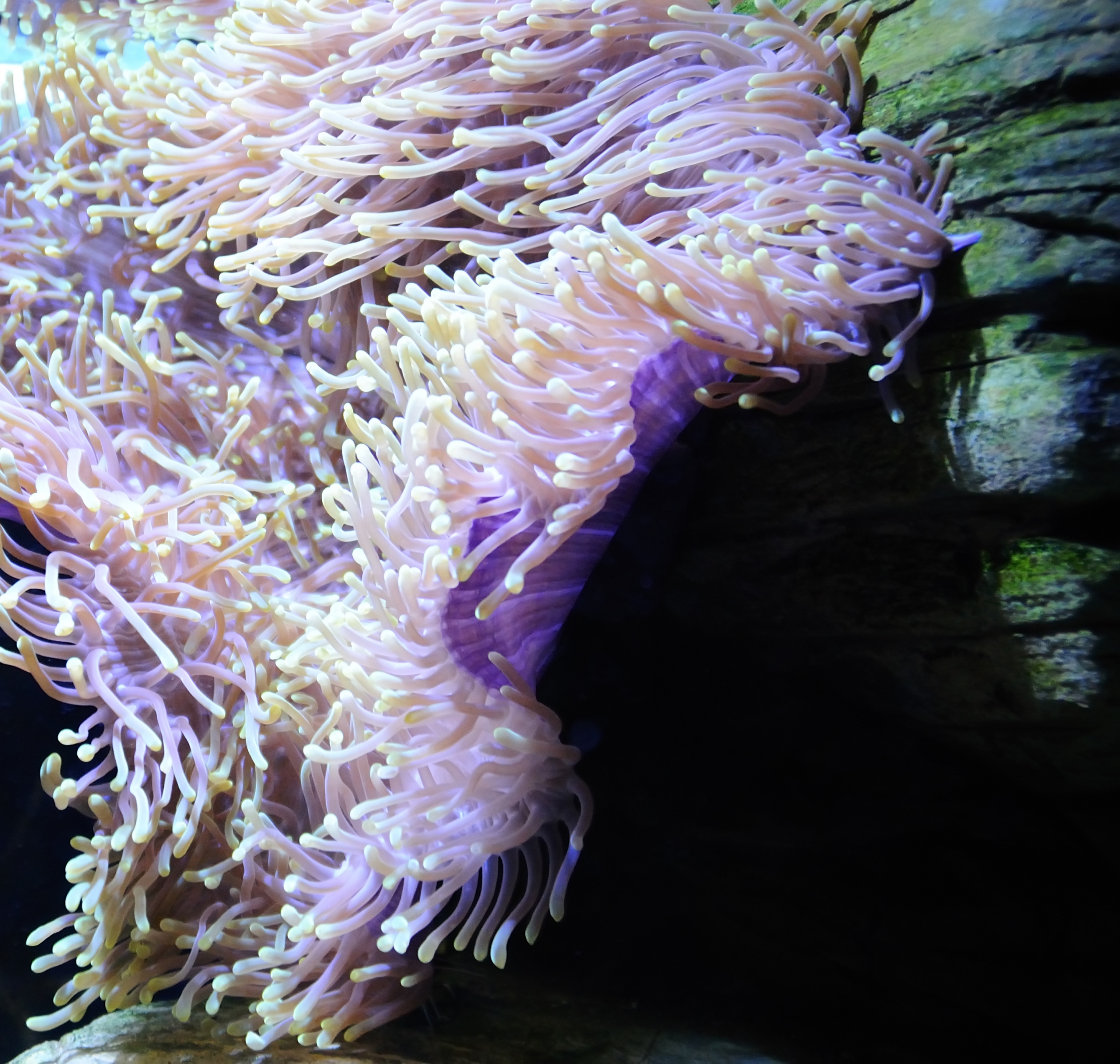 שושנות הים הקטנות מהמין Nematostella vectensis, שמפתחות עד 24 זרועות בבגרותן